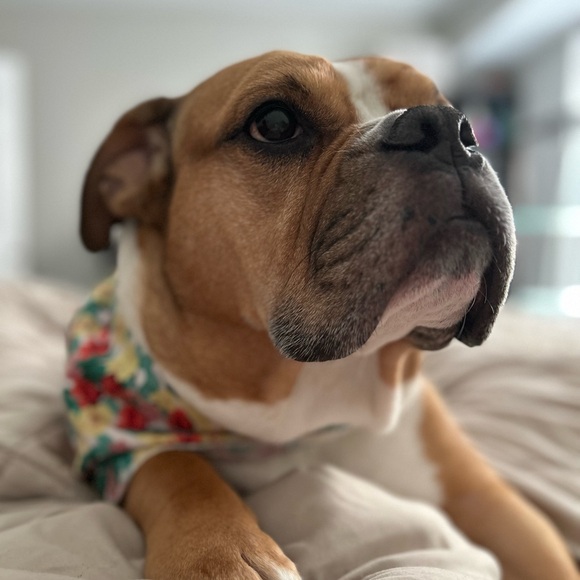 Meet your Posher, Danielle - Picture 2 of 2